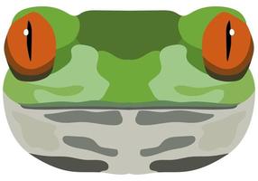 Realistic frog muzzle. Portrait of a green frog on a white background. Vector graphics.