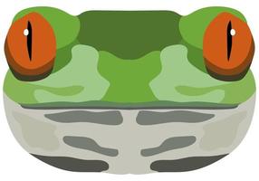 Realistic frog muzzle. Portrait of a green frog on a white background. Vector graphics.