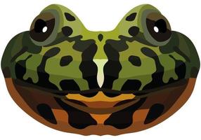 Realistic muzzle of fire-bellied toad. Portrait of a multi-colored frog on a white background. Vector graphics.