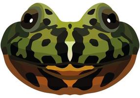 Realistic muzzle of fire-bellied toad. Portrait of a multi-colored frog on a white background. Vector graphics.