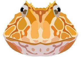 Realistic face of Ceratophrys toad. Portrait of a frog on a white background. Vector graphics.