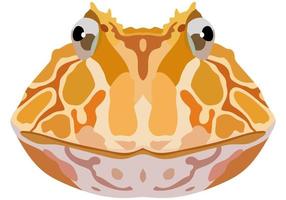 Realistic face of Ceratophrys toad. Portrait of a frog on a white background. Vector graphics.