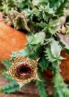 The brown pattern on the yellow background of the cactus flower photo