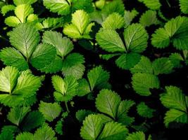 la planta de fresa simulada para cubrir el suelo en el jardín foto