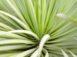 Planta de yuca suculenta de cerca, espina y detalle en hojas de yuca narrowleaf foto