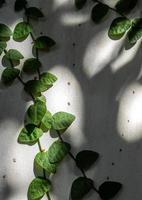 The Climbing Fig on the concrete wall in shade and light of sunlight photo