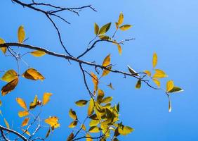 hojas brillantes sobre fondo de cielo azul y luz solar foto