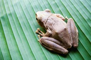 Tree Frog on the big green leaf photo