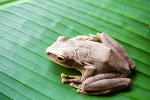 Tree Frog on the big green leaf photo