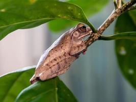 rana arborícola en la pequeña rama del jazmín del cabo foto