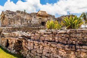 planta de agave en la antigua muralla en ruinas con el antiguo templo maya en el fondo, tulum, yucatán, méxico foto