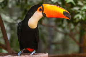 Big orange billed toucan sitting on the branch in the rainforest of Foz do Iguazu forest, Brazil photo