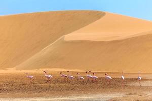 Flock of pink flamingo marching along the dune in Kalahari Desert, Namibia photo