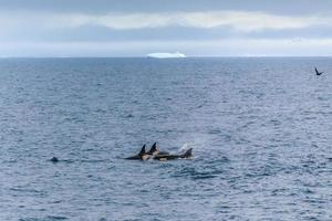 Group of orca hunting in antarctic waters, Antarctica