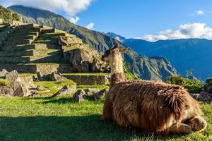 Lama sitting on the grass and looking at terrace of Machu Picchu photo