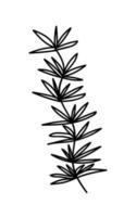 Seaweed vector doodle illustration. Hand drawn ink seaweed plant illustration.