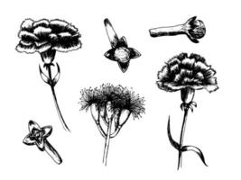 Big carnation vector set. Hand drawn carnation flower illustration set. Clove and carnation flowers.