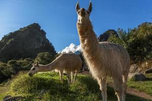 Llamas eating grass on the meadow with Wayna Picchu mountain in the background, Macchu Pikchu, Cuzco Region, Peru photo