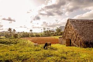 Tobacco plantation with hut and cows and palms in the background, Vinales valley, Pinar Del Rio, Cuba photo