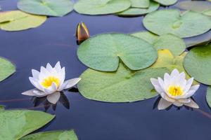 Two white water lilies with green leaves on the still lake surface photo
