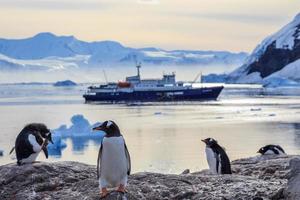 Gentoo penguins standing on the rocks and cruise ship in the background at Neco bay, Antarctica