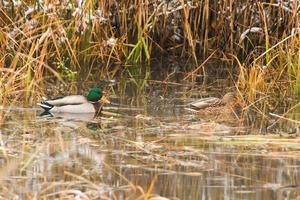 pair of mallards on the water in a swamp in winter time photo