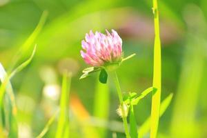 green grass and vegetation on the field photo