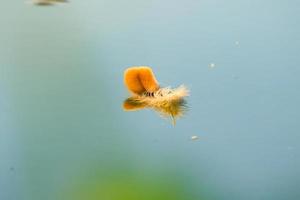 A Feather on the lake at sunset photo