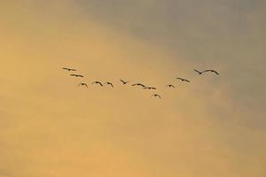 birds flying into sunset sky photo