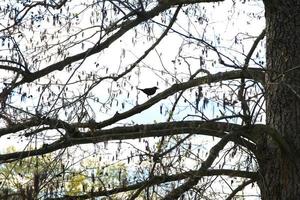 un mirlo común turdus merula sentado en una rama de árbol foto