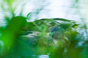 wild ducks on the lake near danube river in Germany. view trough the grass photo