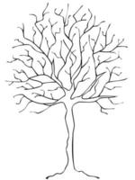 Tree without leaves vector