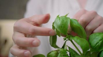 mulher pega manjericão da planta video