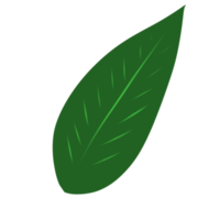 einzelnes grünes Blatt png