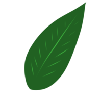 feuille verte unique png