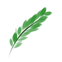 illustration simple d'une feuille de printemps png