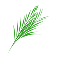 illustration de feuilles vertes png