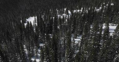 Piste de ski de fond dans les Rocheuses du Colorado video