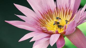 primer plano, enjambre de abejas está chupando el néctar de la flor de lirio de agua púrpura, animales de vida silvestre de insectos, polinizando la flora de flores en un entorno ecológico natural, hermosos colores vivos en la temporada de verano. video