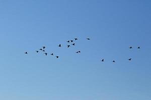 flock of wild geese silhouette on a blue sky photo