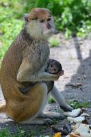 A mother monkey is feeding her cubs in the middle of the forest. Baby monkey is suckling milk from its mothe photo