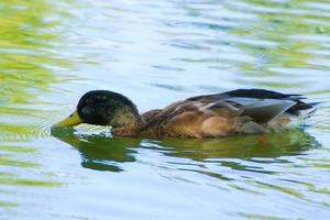 wild ducks on the lake near danube river in Germany photo