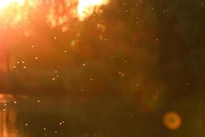 Mosquitos swarm flying in sunset light photo