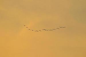 birds flying into sunset sky photo