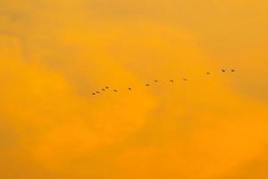 pájaros volando hacia el cielo del atardecer foto