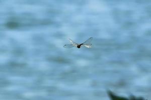 dragonfly in flight near the water stream photo