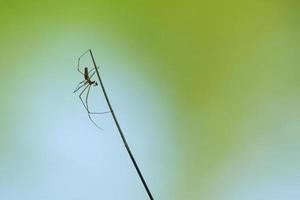 silueta de araña en la hierba sobre fondo verde foto