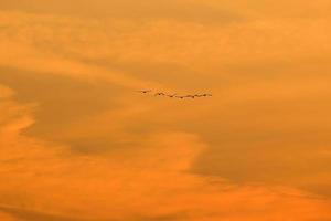 birds flying into sunset sky photo