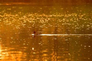 The wild goose float in the evening lake while the golden light reflected in the beautiful water surface. photo