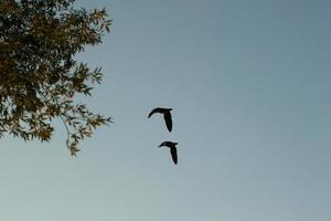 wild goose flaying near the Danube water stream photo